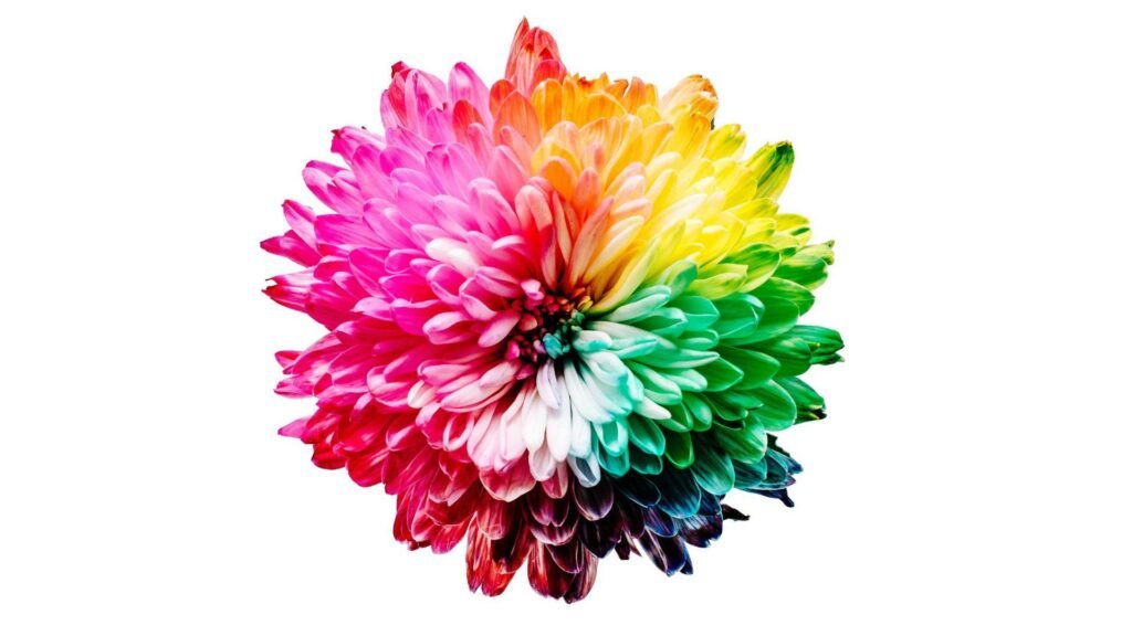 Multicoloured flower illustration