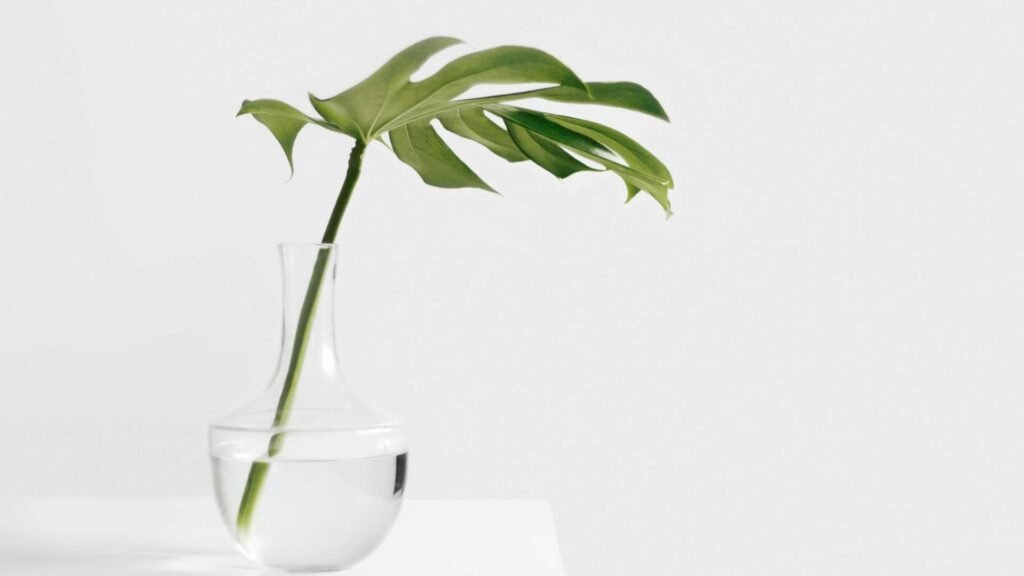 Cheese plant leaf in clear glass vase